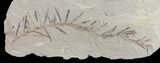 Metasequoia (Dawn Redwood) Fossil - Montana #62280-1